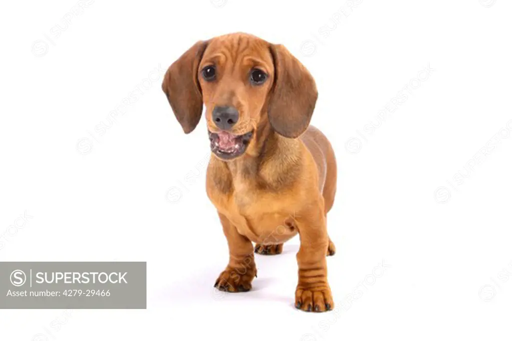 young smooth-haired Dachshund dog - standing - cut out