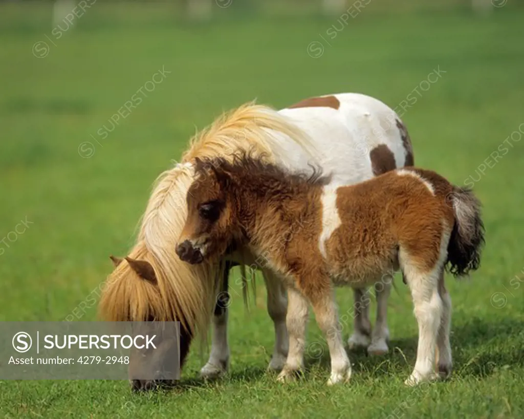 mini shetland pony with foal on meadow
