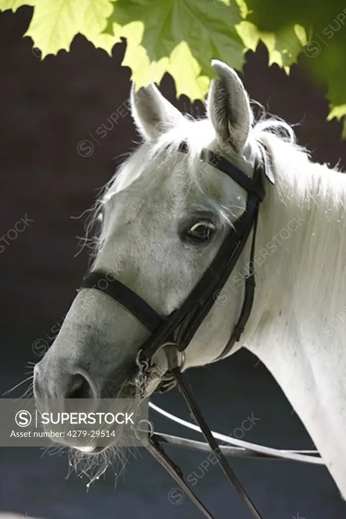 Lipizzan horse - portrait