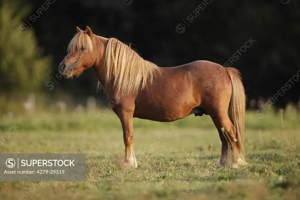American Miniature Horse - standing on meadow