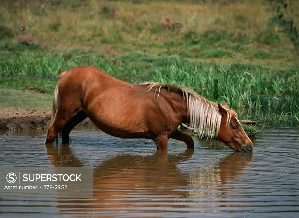 pony standing in water - drinking