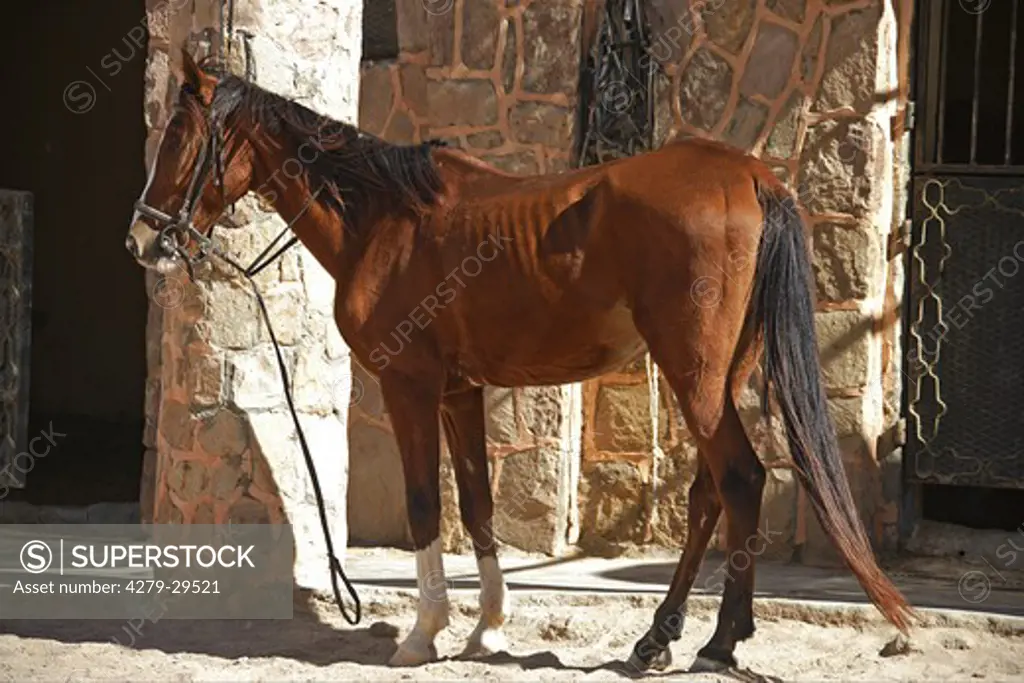 emaciated horse