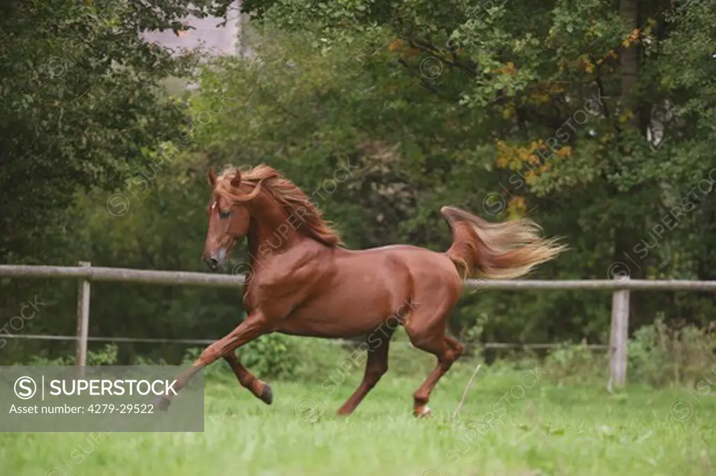 American Saddlebred horse - galloping on meadow