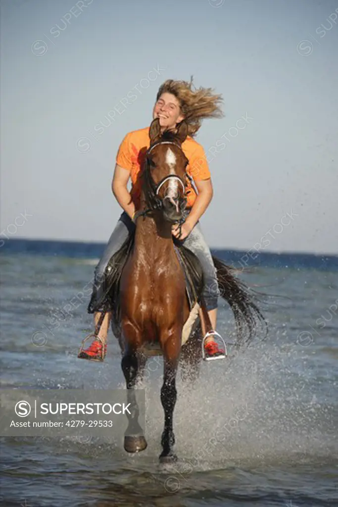 rider on Arabian horse  - riding through water