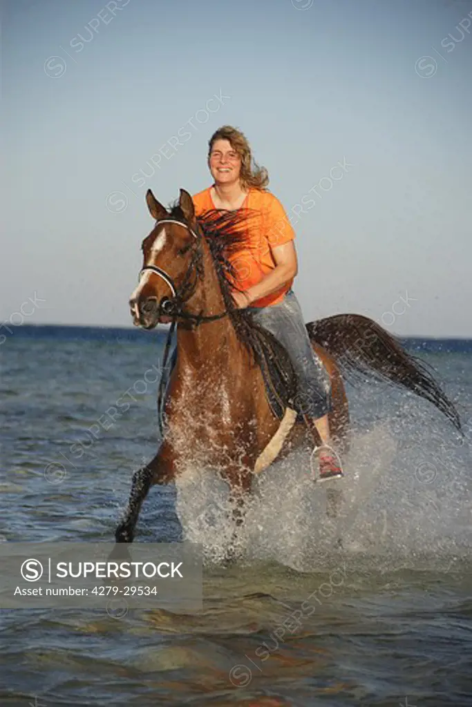 rider on Arabian horse  - riding through water