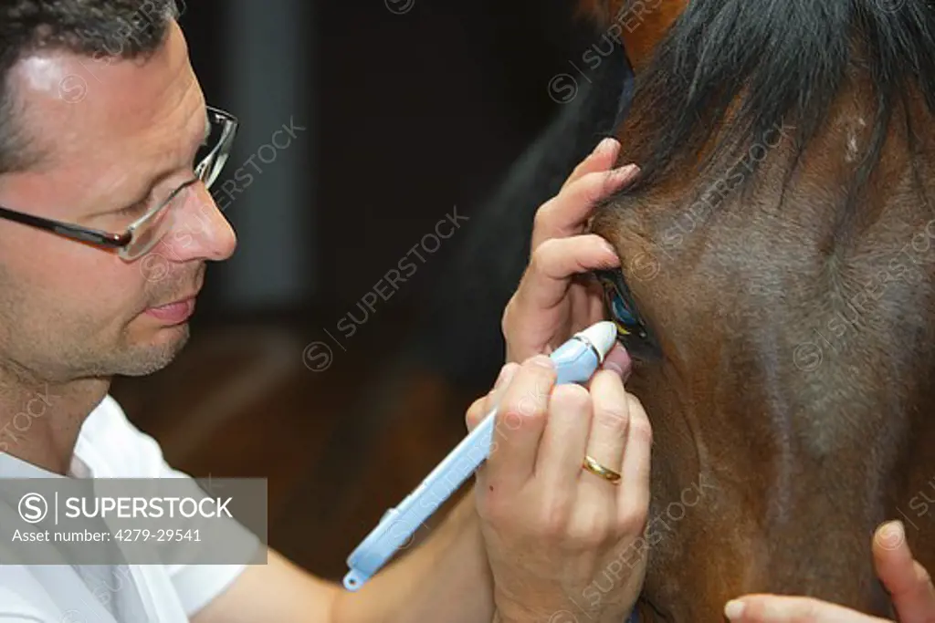 Veterinarian: treatment of the eye of a horse