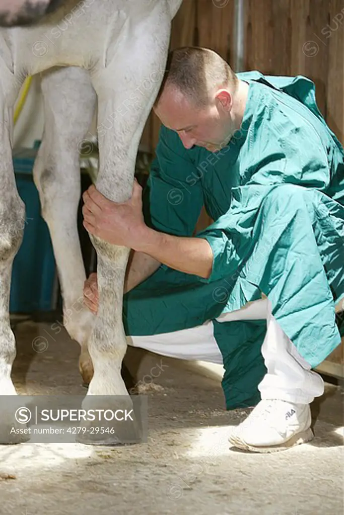 Veterinarian: checking of the leg of a horse