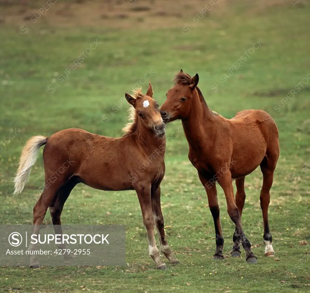 pony - foal playing on meadow