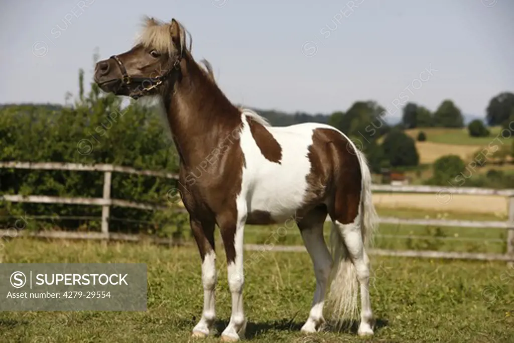 American Miniature horse - standing on meadow
