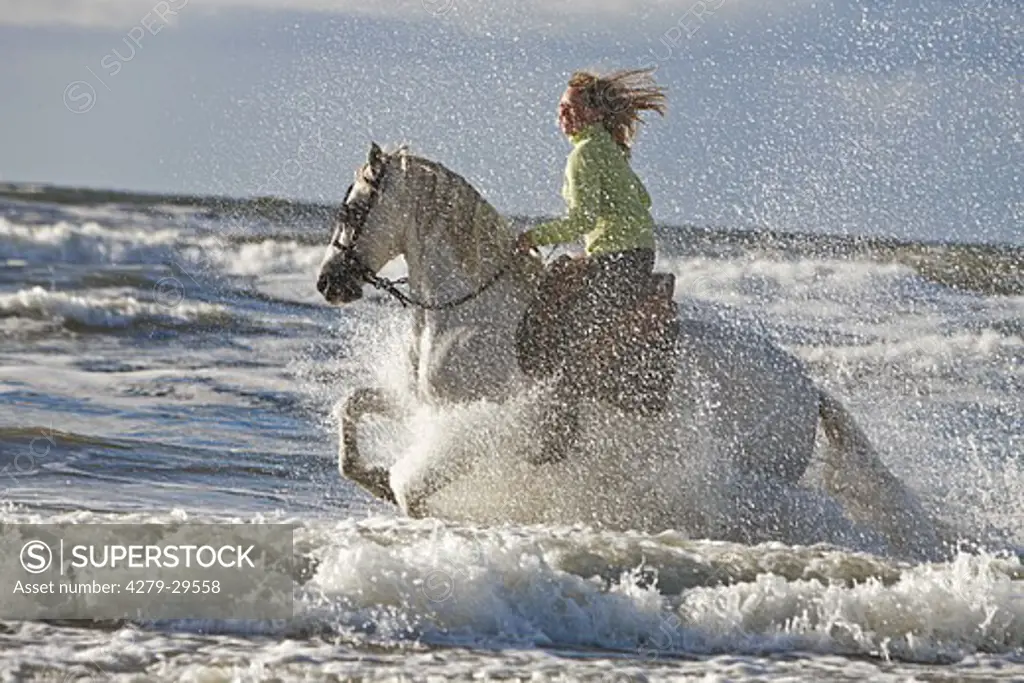 woman on Andalusian horse - riding in the sea