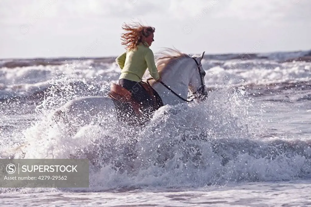 woman on Andalusian horse - riding in the sea