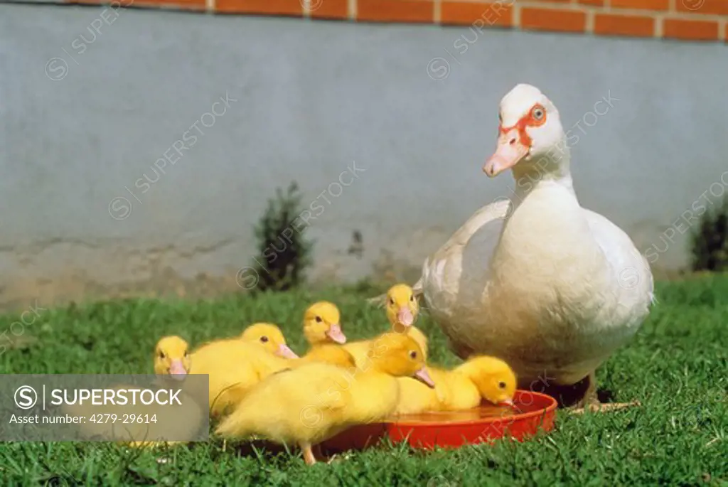 Muscovy Duck with chicks at water bowl