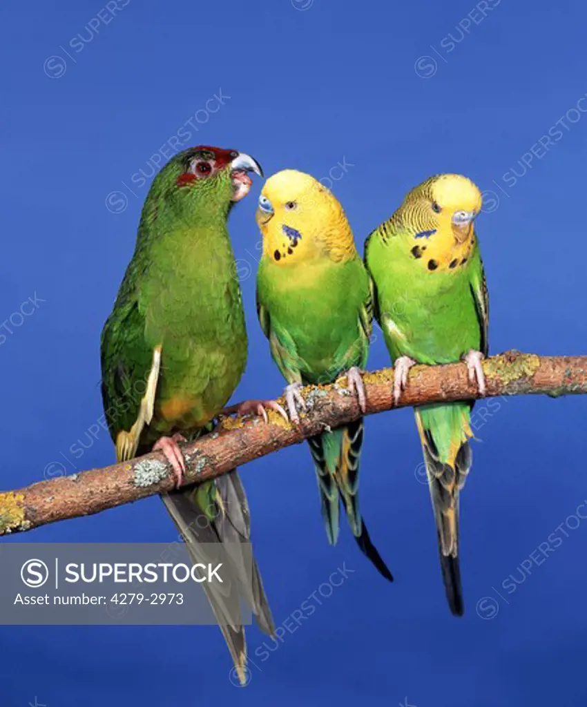 red-fronted parakeet with two parakeet, Cyanoramphus novaezelandiae - Melopsittacus undulatus