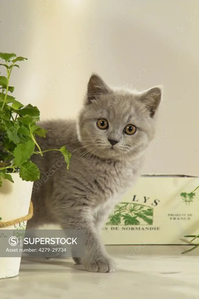 British Shorthair cat - kitten behind plant