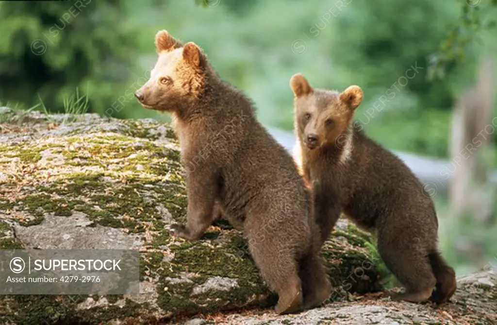 two brownbear cubs