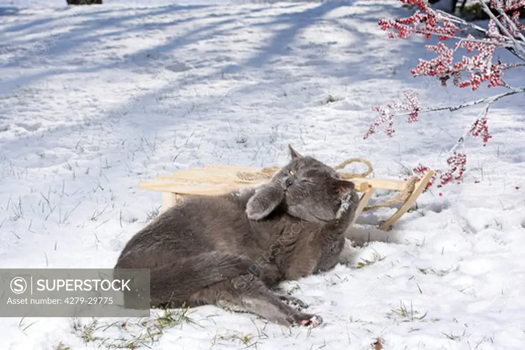 grey cat - lying in the snow