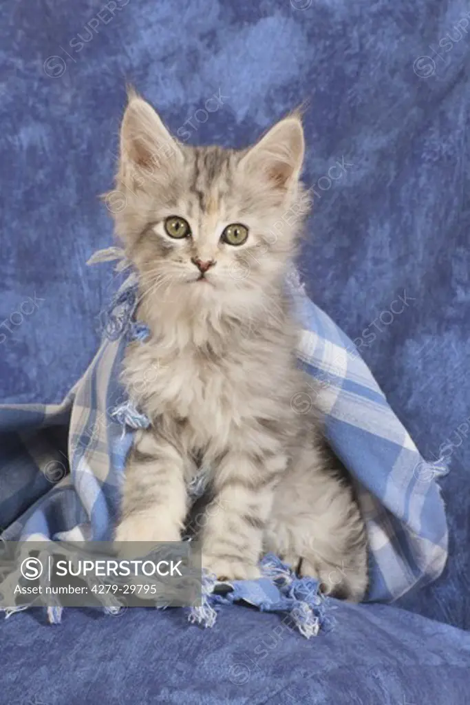 Maine Coon cat - kitten sitting in scarf