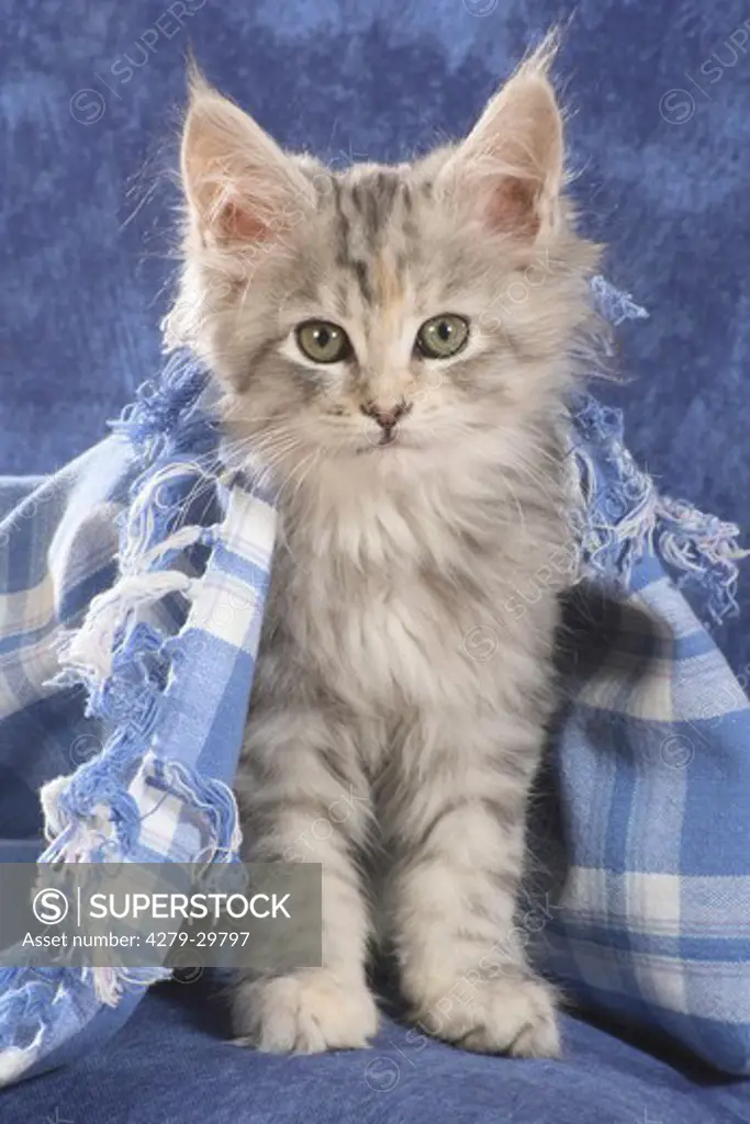 Maine Coon cat - kitten sitting under scarf