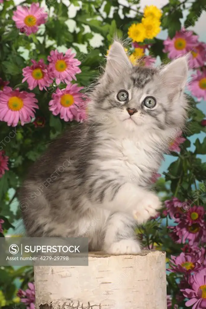 Maine Coon cat - kitten sitting between flowers