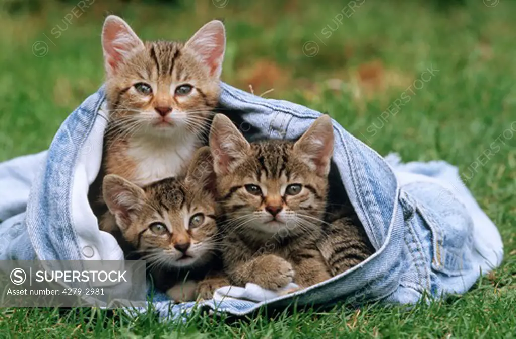 two domestic cat kittens in jeans