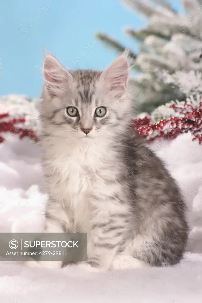 Maine Coon cat - kitten sitting in the snow
