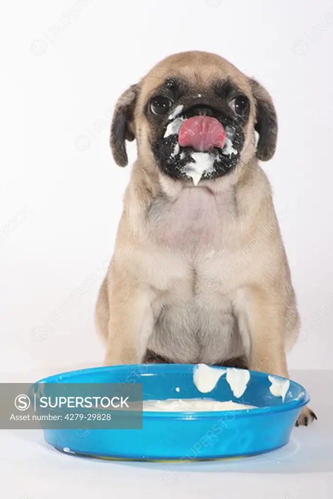 pug dog - puppy licking its muzzle