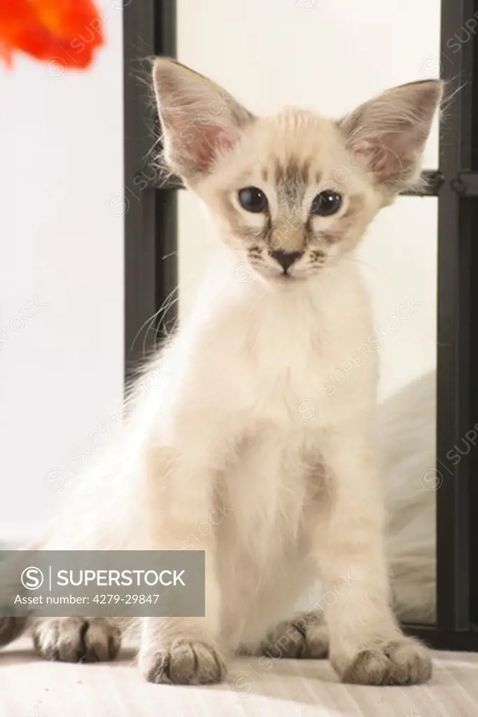 Balinese cat - kitten sitting in front of mirror