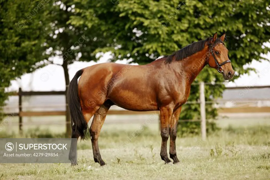 Nonius horse - standing on meadow