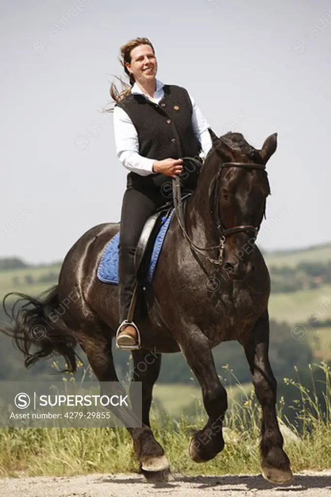 rider on Noriker horse