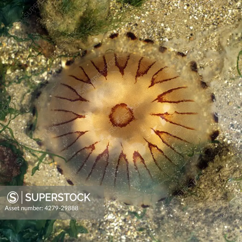 compass jellyfish, Chrysaora hysoscella