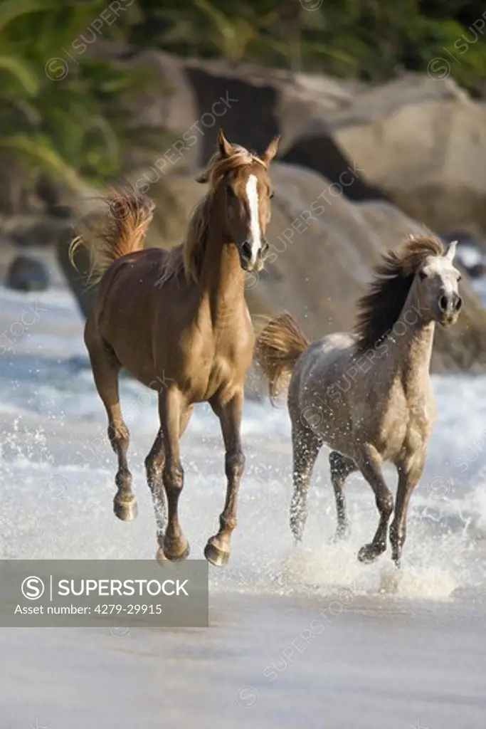 two Arabian horses - running at the beach