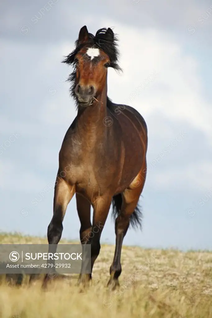 young Connemara horse - standing