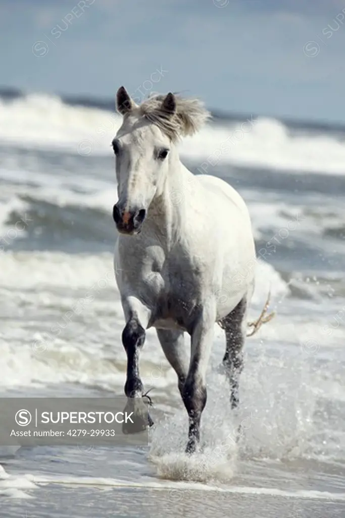 Connemara horse - running in water