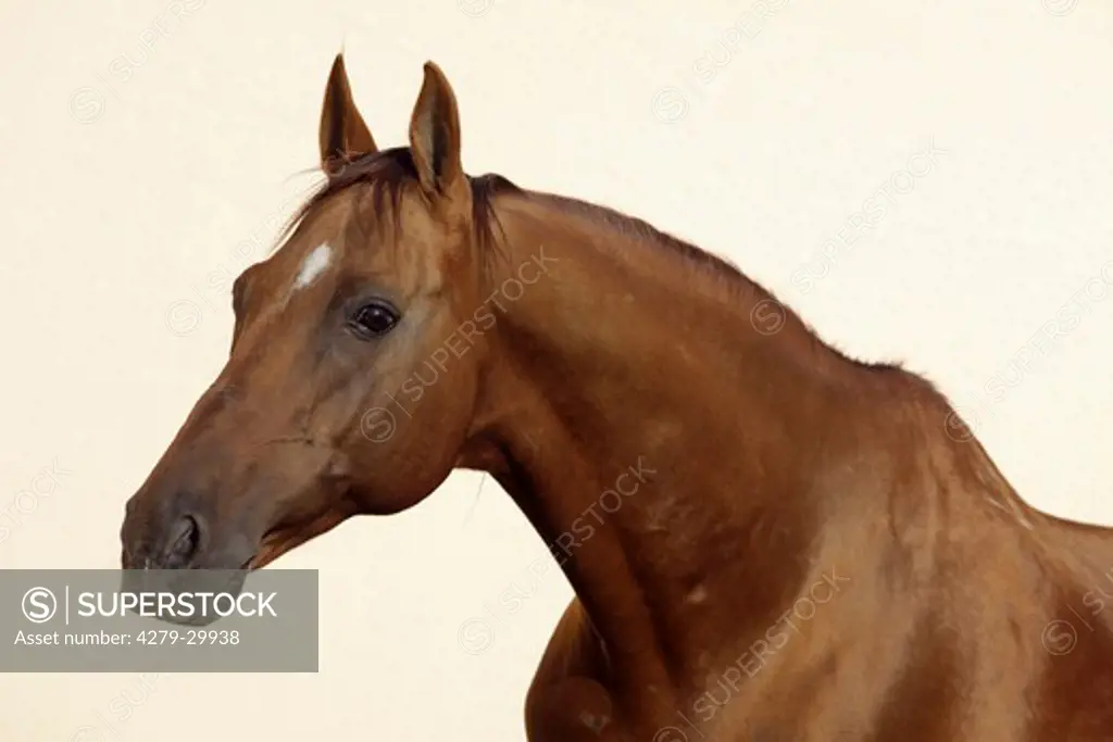 Russian Don horse - portrait