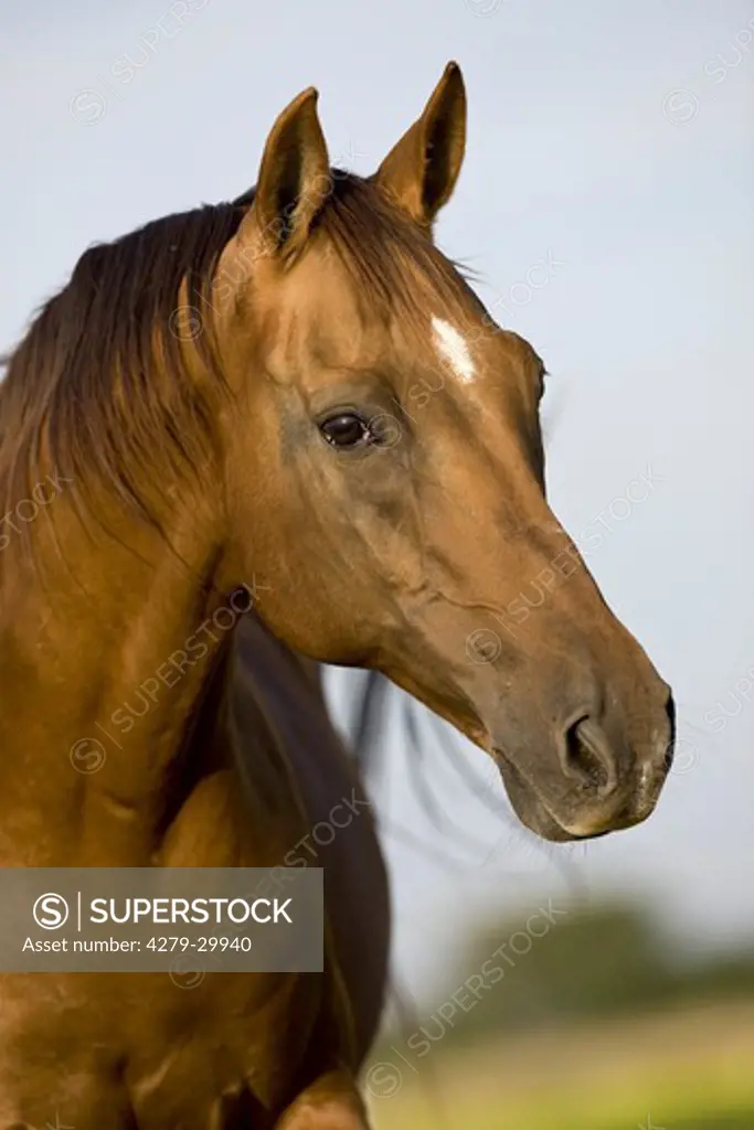 Russian Don horse - portrait
