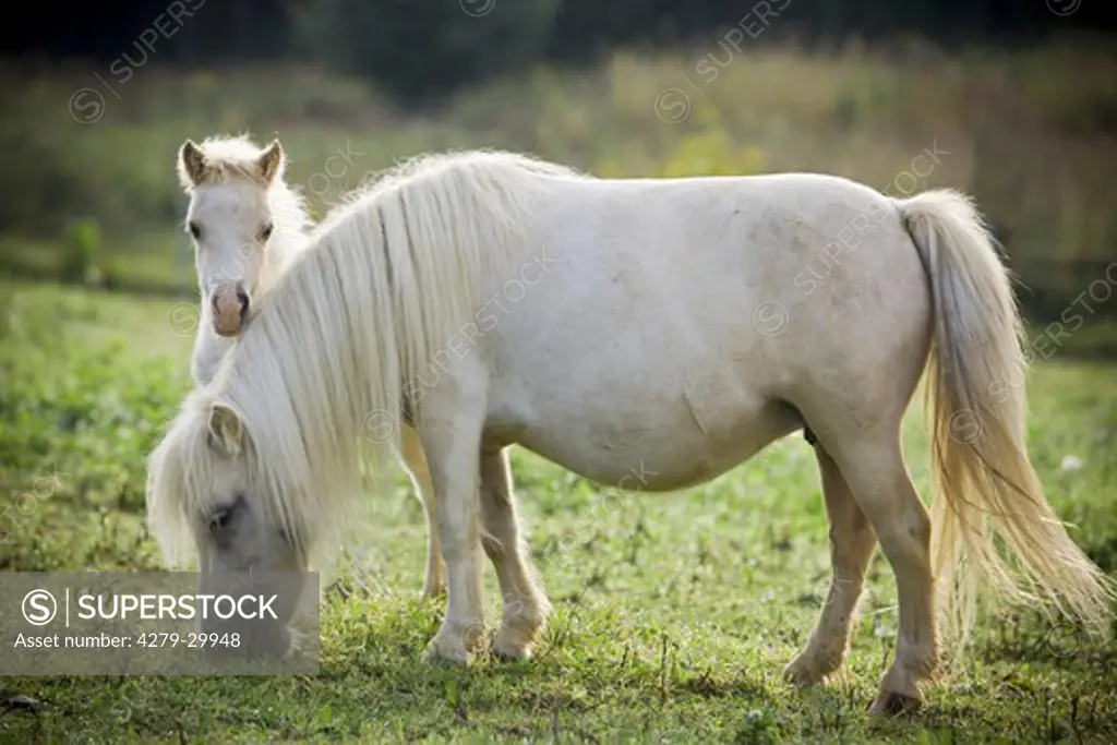 American Miniature horse and foal on meadow