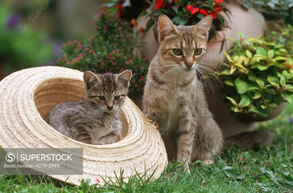 domestic cat with kitten in a hat