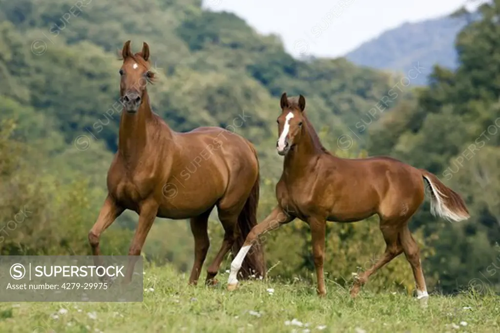 Austrian warmblood horse and foal on meadow