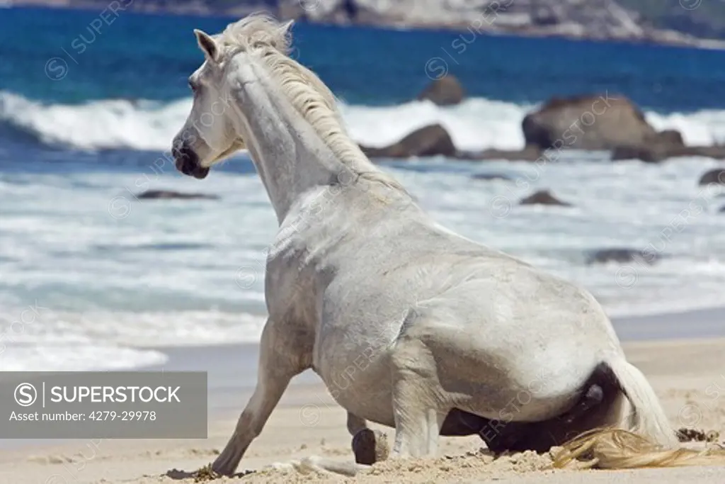 Pony horse - lying at the beach