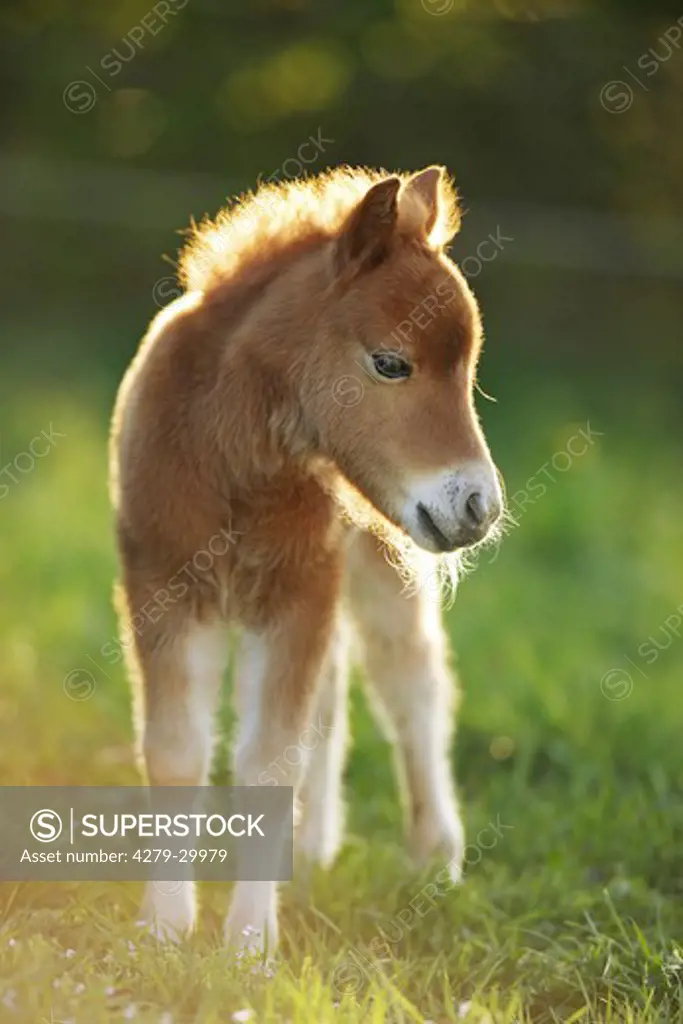 Mini Shetland pony horse - foal on meadow