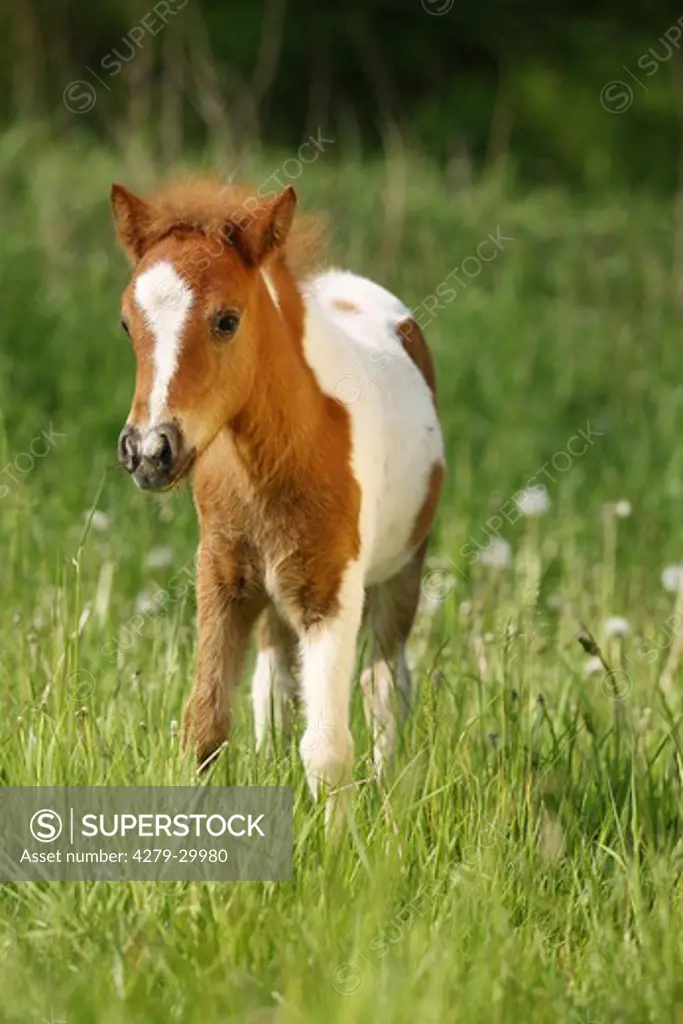 Shetland pony horse - foal on meadow
