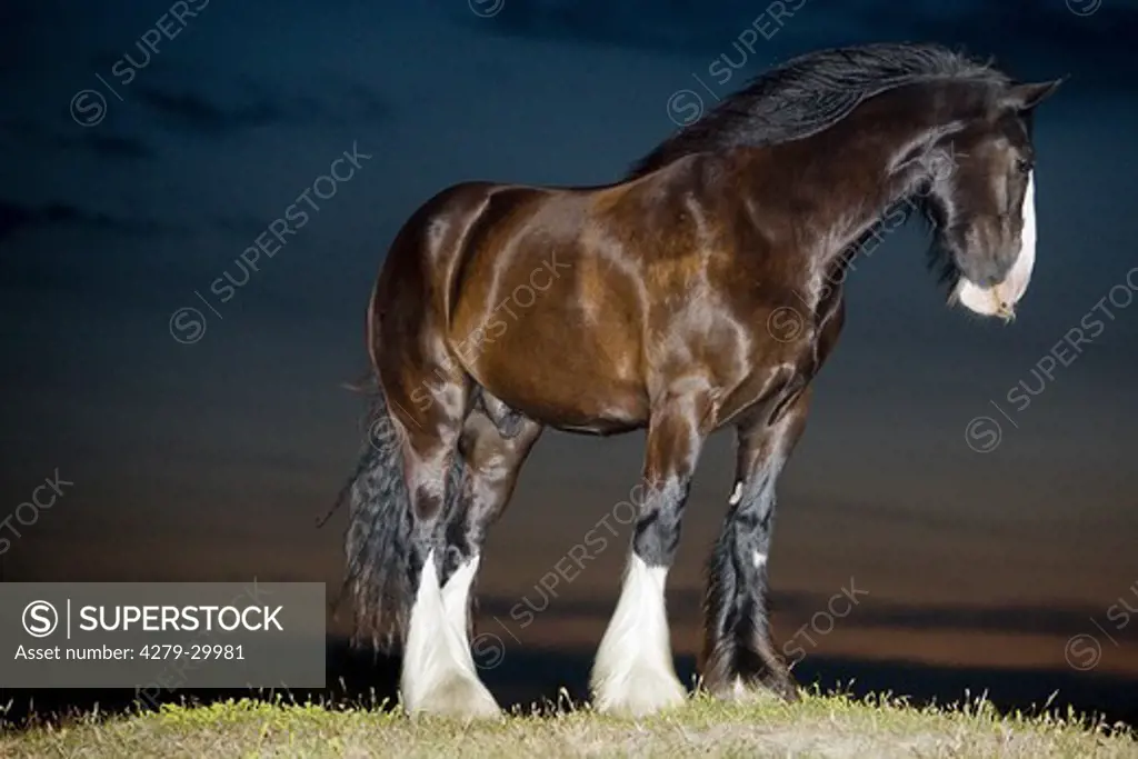 Shire Horse - standing - night
