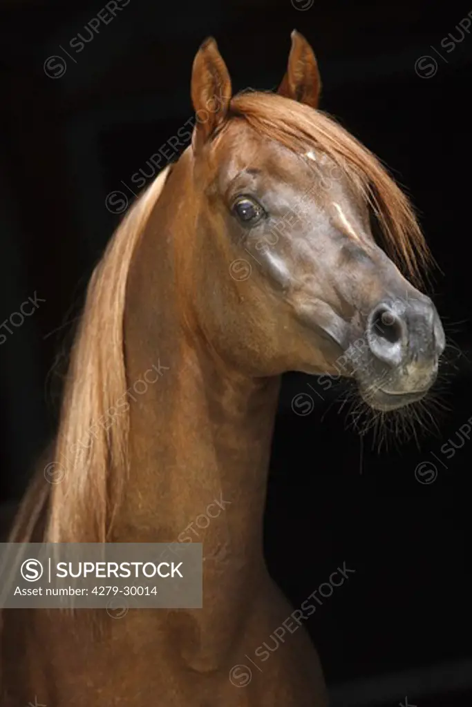 Arabian horse - portrait