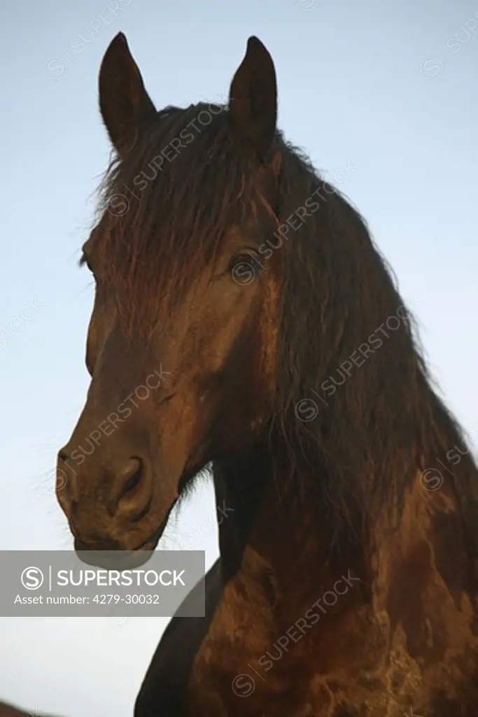 Feistritzer horse - portrait