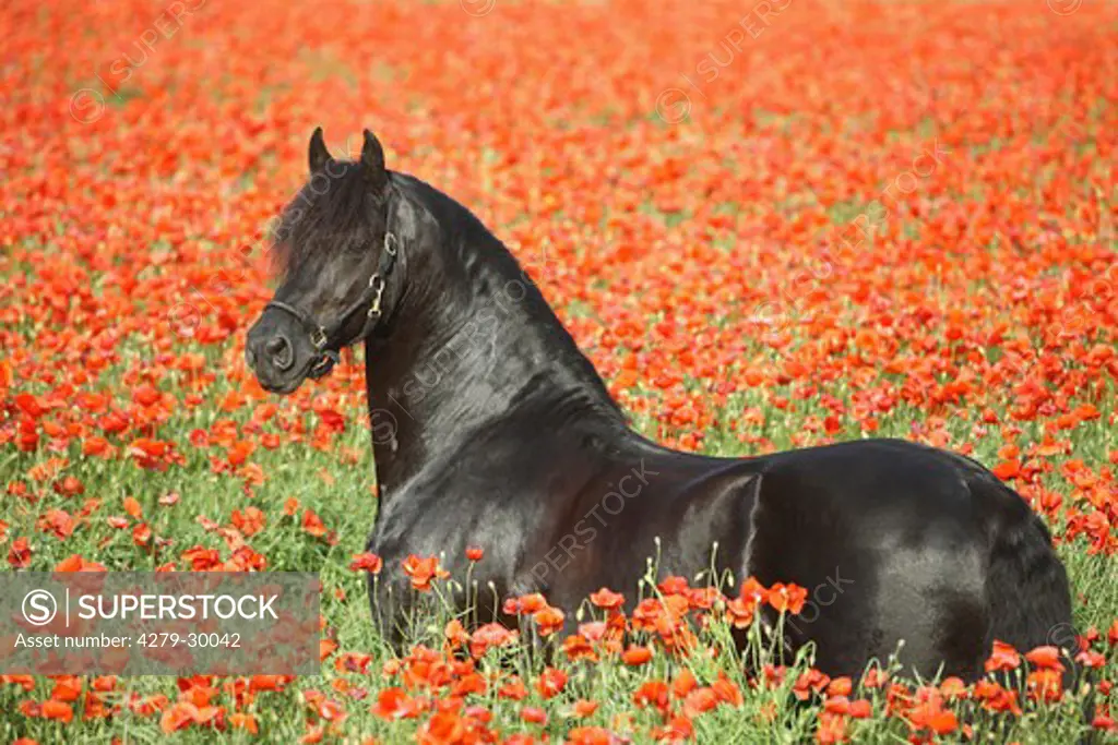 Friesian horse - standing between poppies