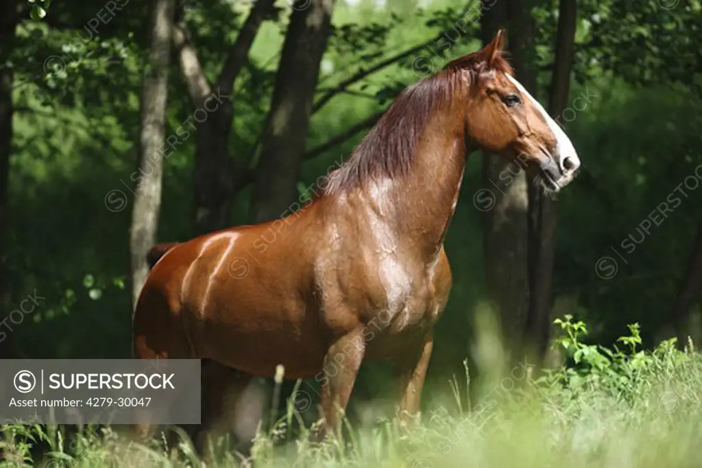 Gelderland horse - standing on meadow