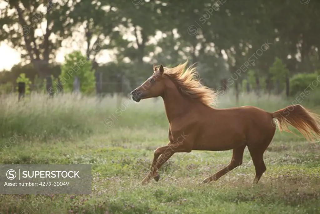 Gidran horse - galloping on meadow