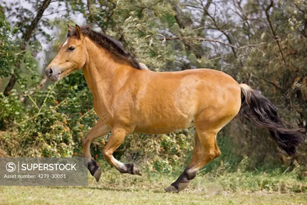 Gotland pony horse - galloping