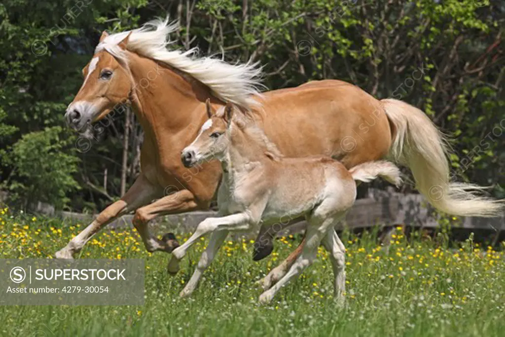 Haflinger horse and foal on meadow