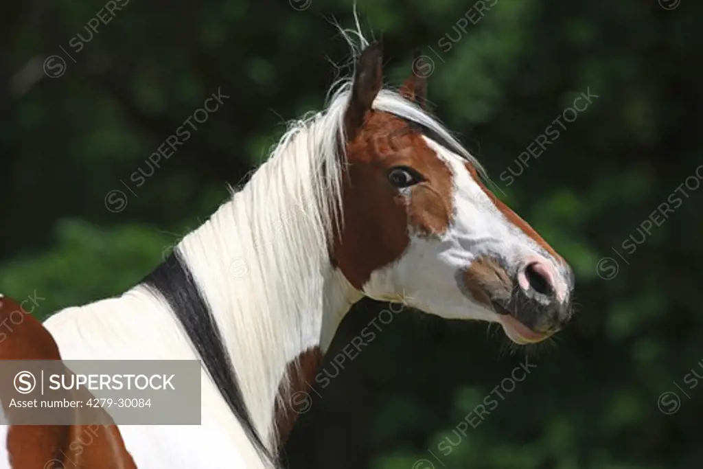 Paint horse - portrait